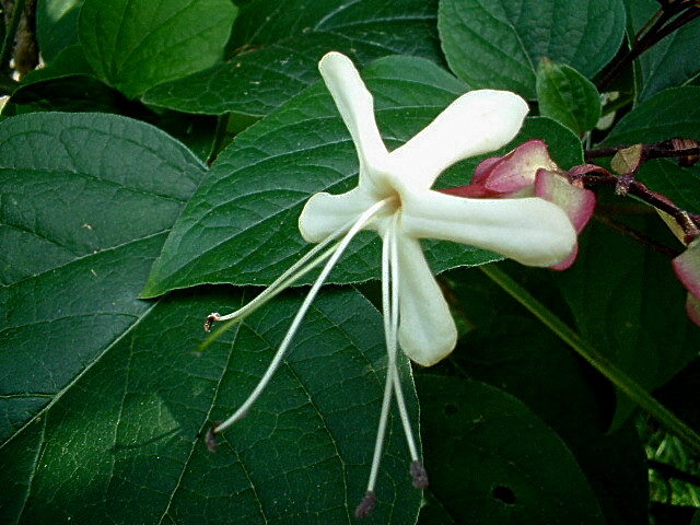 Clerodendrum trichotomum (pianta coltivata)